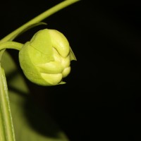 Passiflora quadrangularis L.